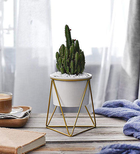 Cactus plant in a white pot with a gold metal stand on a wooden table.